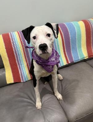 Iris, Mixed Breed, adult, available for adoption
