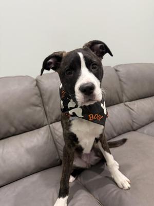 Milo- 25 pounds and 4.5 months old, Mixed Breed, young, available for adoption