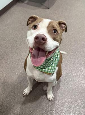 A happy brown and white dog wearing a green and white checkered bandana, sitting on a gray floor.