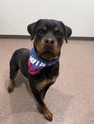 Ivy- Currently Enrolled in Prison Training Program, Rottweiler, adult, available for adoption