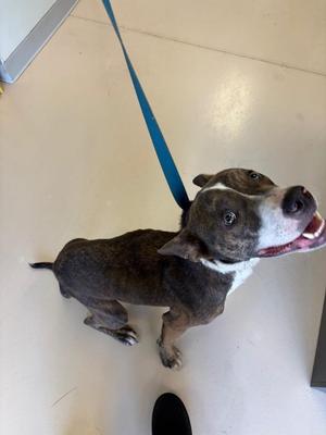 KNIGHT, Pit Bull Terrier, young, available for adoption