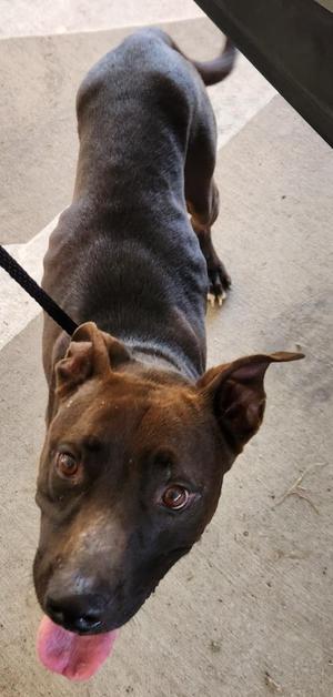 Skunk, Pit Bull Terrier / Mixed Breed, young, available for adoption