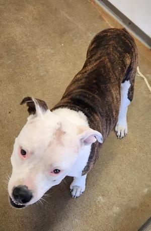 Seirra, American Staffordshire Terrier / Mixed Breed, young, available for adoption