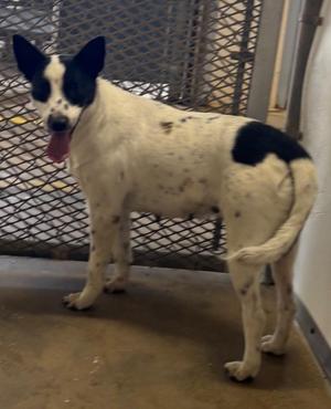 Hera, Australian Cattle Dog / Blue Heeler / Mixed Breed, young, available for adoption