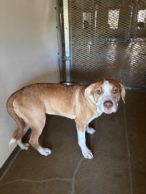 Captain Howdy, Labrador Retriever / Pit Bull Terrier, adult, available for adoption