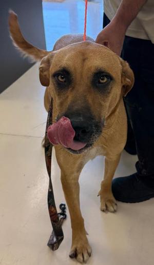 Blaze, Rhodesian Ridgeback / Mixed Breed, adult, available for adoption