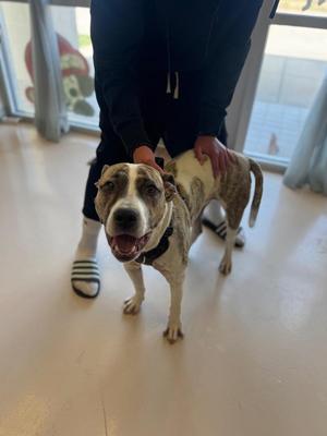 Mufasa*, Boxer / Pit Bull Terrier, young, available for adoption