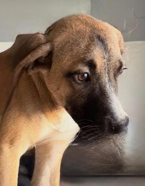 Ricky, Anatolian Shepherd / Mixed Breed, puppy, available for adoption