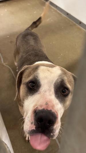 Giovanni, Pit Bull Terrier / Mixed Breed, adult, available for adoption