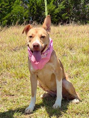BINGO, Pit Bull Terrier / Mixed Breed, adult, available for adoption