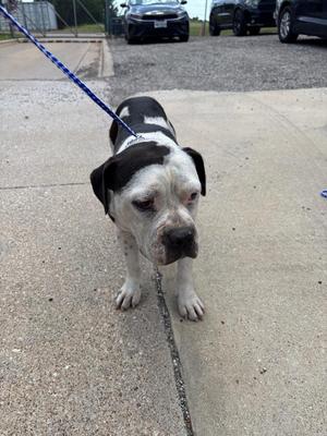 Smiley, Pit Bull Terrier, adult, available for adoption