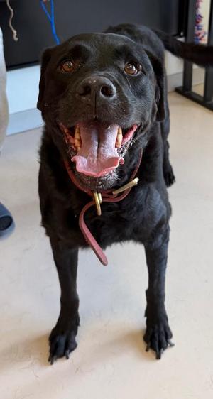Goofy, Labrador Retriever, adult, available for adoption