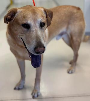 Roger, Labrador Retriever / Chow Chow, adult, available for adoption