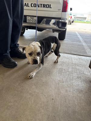 Flaca, Pit Bull Terrier, adult, available for adoption