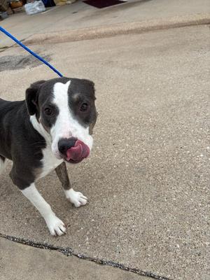 JOKER***, Pit Bull Terrier / Mixed Breed, young, available for adoption
