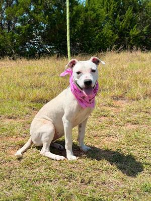 Límon, Pit Bull Terrier / Mixed Breed, puppy, available for adoption