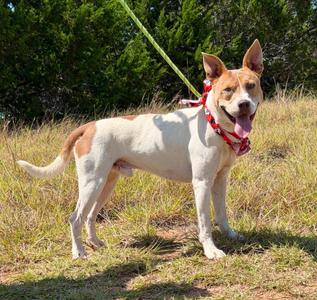 Dragonfly, Pit Bull Terrier / Mixed Breed, young, available for adoption