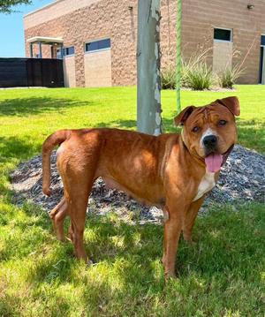 Spanish Rice, Pit Bull Terrier / Mixed Breed, adult, available for adoption