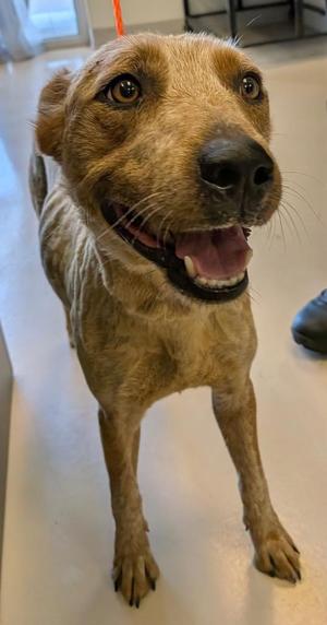 Juniper, Cattle Dog / Mixed Breed, young, available for adoption
