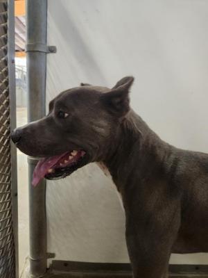 Woola**, American Staffordshire Terrier / Mixed Breed, adult, available for adoption