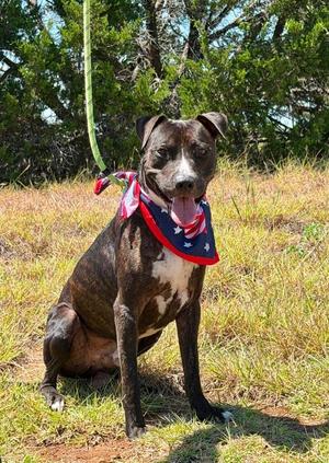 Grant, Pit Bull Terrier / Mixed Breed, young, available for adoption