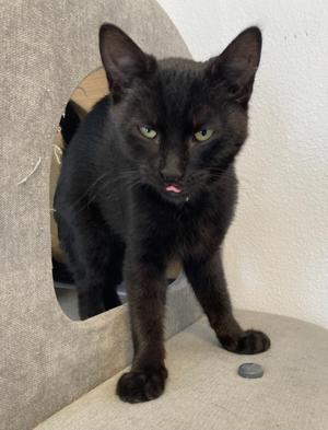 Levi, kitten, available for adoption