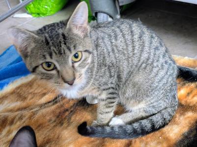 Suzie, kitten, available for adoption
