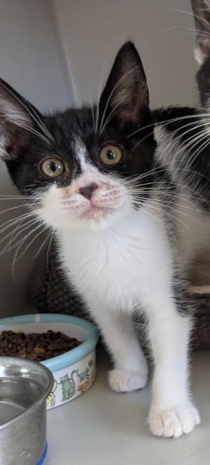 Bandita, kitten, available for adoption