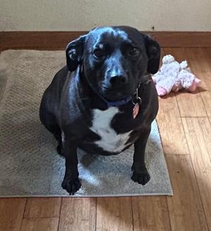 Abbie, American Bulldog / Dachshund, adult, available for adoption