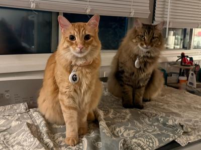 Ginger Boy and Spike, young, available for adoption