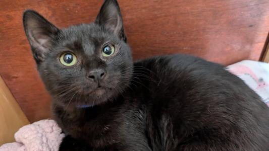 Loulou, kitten, available for adoption