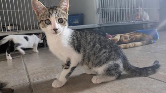 A gray and white tabby kitten with large eyes is sitting on a tiled floor, looking directly at the camera. In the background, another kitten is visible, along with a blue blanket and a metal cage.