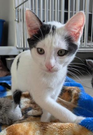 Zoey, kitten, available for adoption