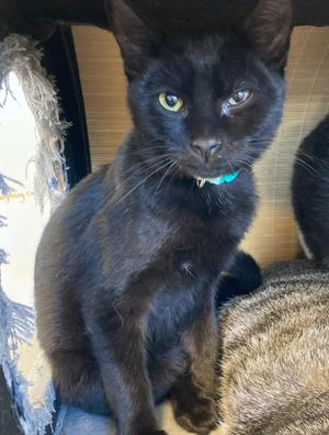 Licorice, kitten, available for adoption