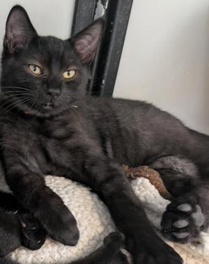Django, kitten, available for adoption