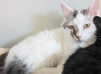 A white and gray cat with green eyes lying down next to a black cat.