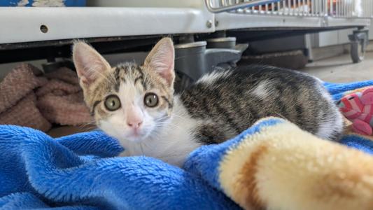 Ziggy, kitten, available for adoption