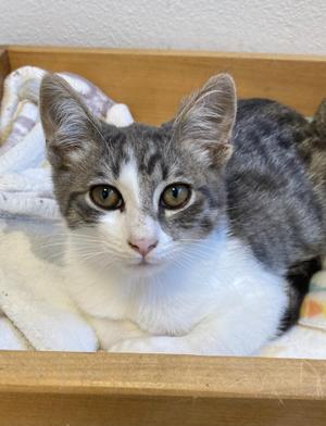 Victor, kitten, available for adoption