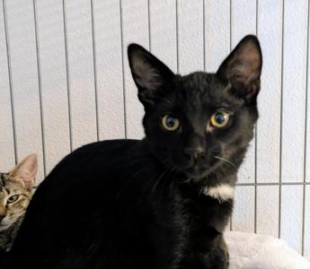 Wilbur, kitten, available for adoption
