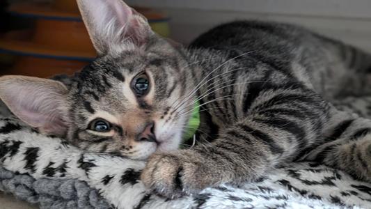 A tabby cat with green eyes lying on a patterned blanket.