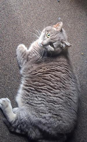 A gray cat lying on its back on a carpeted floor, looking up with green eyes.