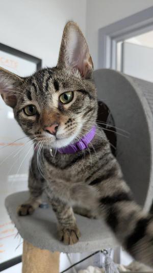 A tabby cat with a purple collar is sitting on a cat tree, looking directly at the camera.