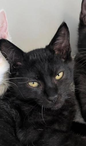 A close-up of a black cat with yellow eyes, looking directly at the camera.