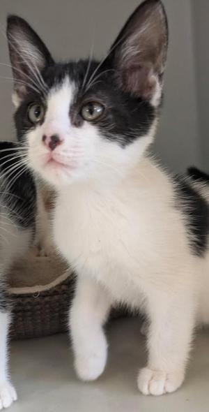 Bandit, kitten, available for adoption