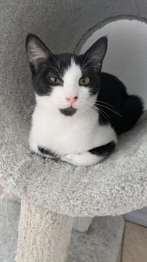 Leonard, kitten, available for adoption