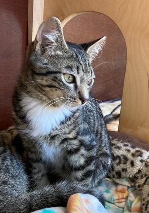 Scout, kitten, available for adoption