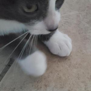 A close-up of a gray and white cat with green eyes, showing its face and front paws on a tiled floor.