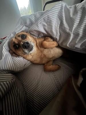 Atari, Chihuahua, adult, available for adoption