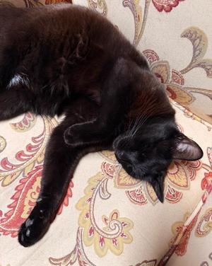 Momo, adult, available for adoption
