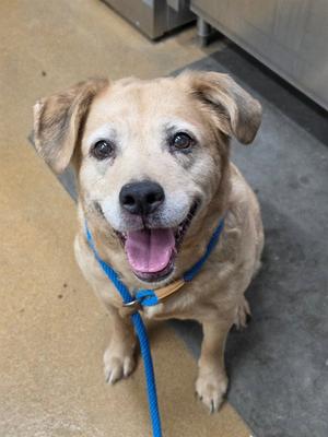 BELLE, Labrador Retriever, senior, available for adoption